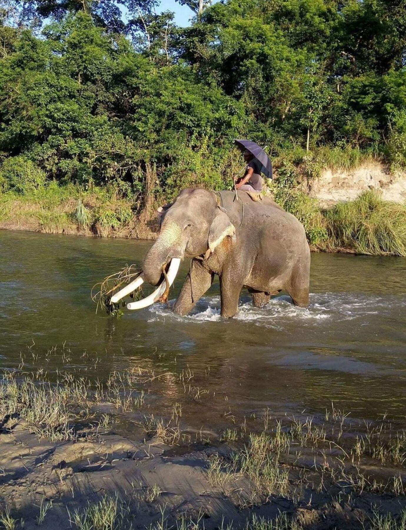 Unique Wild Resort Sauraha Dış mekan fotoğraf